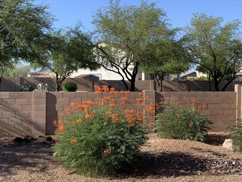 4907 E Chickweed Dr, Tucson, AZ 85756 photo 2