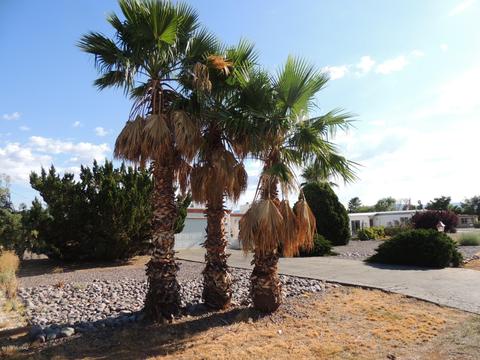 1002 E Christmas Tree Ln, Pearce, AZ 85625 photo 2