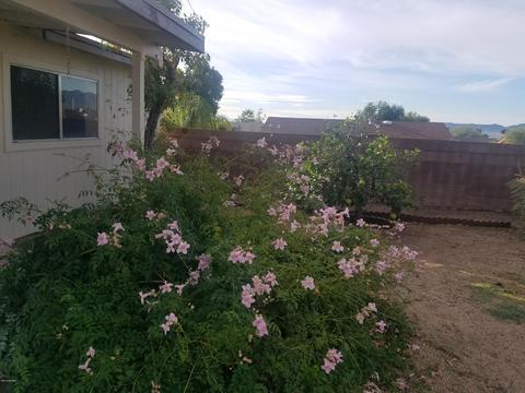 6877 N De Chelly Loop, Tucson, AZ 85741 photo 30