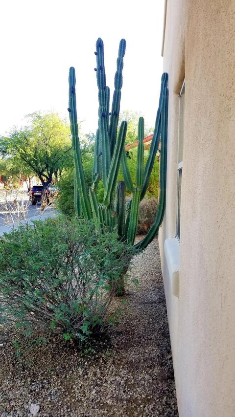 5444 S Civano Blvd, Tucson, AZ 85747 photo 7