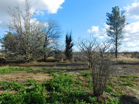 416 E Apache Way, Cochise, AZ 85606 photo 26