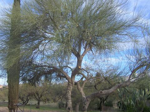 3440 Edwin Rd, Tucson, AZ 85739 photo 27