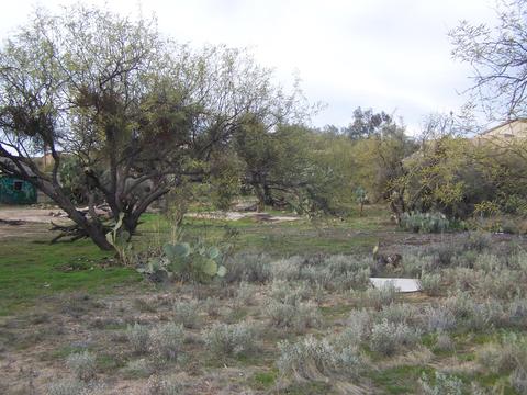 3440 Edwin Rd, Tucson, AZ 85739 photo 19