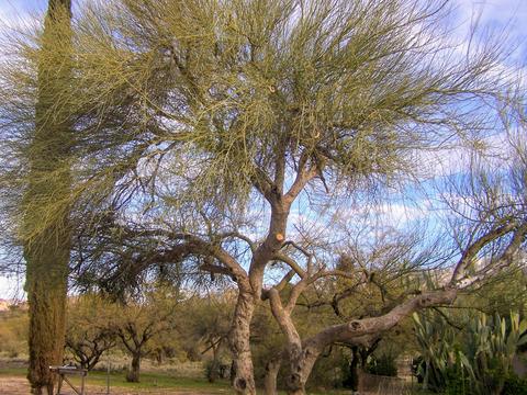 3440 Edwin Rd, Tucson, AZ 85739 photo 20