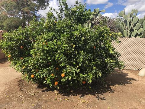 7455 E Random Ridge Dr, Tucson, AZ 85710 photo 19
