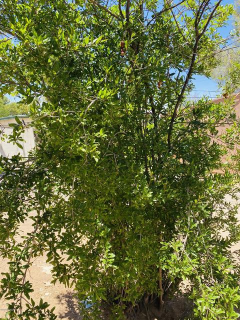 5960 E 29th St, Tucson, AZ 85711 photo 33