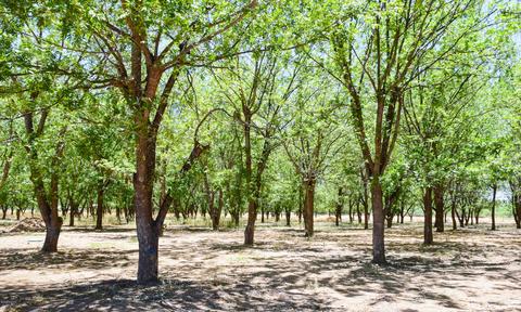 145 N Mcrae Ln, Saint David, AZ 85630 photo 45