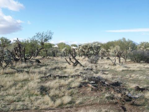 14868 W Lost Valley Loop, Tucson, AZ 85736 photo 4
