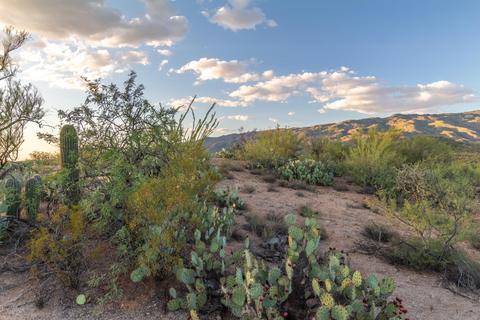 14917 E Diamond Q Ranch Pl, Vail, AZ 85641 photo 11