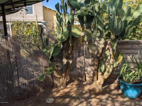 509 E Roger Rd, Tucson, AZ 85705 photo 5