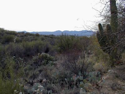 340 E Desert Tree Dr, Tucson, AZ 85704 photo 4