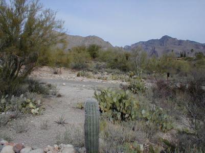 340 E Desert Tree Dr, Tucson, AZ 85704 photo 9
