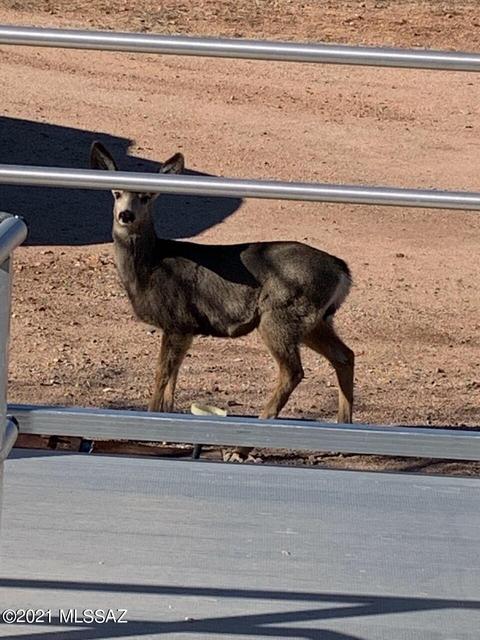 24575 E Shawnee Trl, Benson, AZ 85602 photo 28