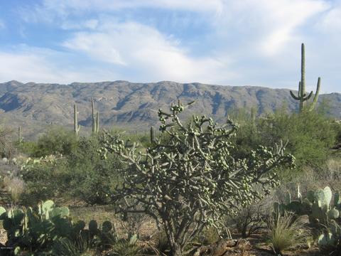 12475 E Broadway, Tucson, AZ 85748 photo 1