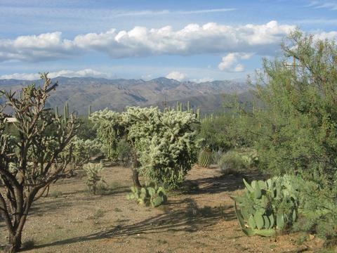 12475 E Broadway, Tucson, AZ 85748 photo 5