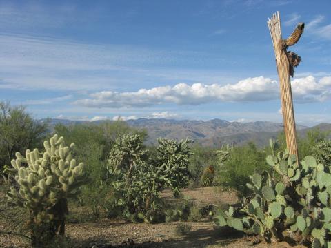 12475 E Broadway, Tucson, AZ 85748 photo 11
