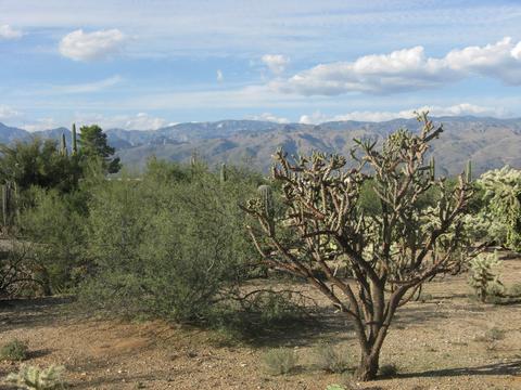 12475 E Broadway, Tucson, AZ 85748 photo 3