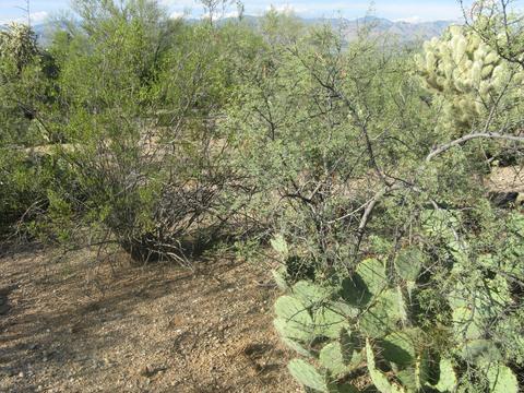 12475 E Broadway, Tucson, AZ 85748 photo 12