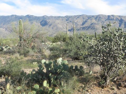 12475 E Broadway, Tucson, AZ 85748 photo 10