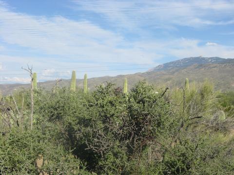 12475 E Broadway, Tucson, AZ 85748 photo 7