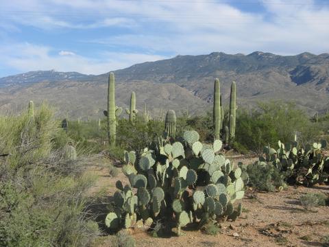 12475 E Broadway, Tucson, AZ 85748 photo 8