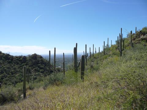 7100 Eagle Point Dr, Tucson, AZ 85750 photo 4