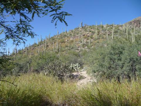 7100 Eagle Point Dr, Tucson, AZ 85750 photo 10