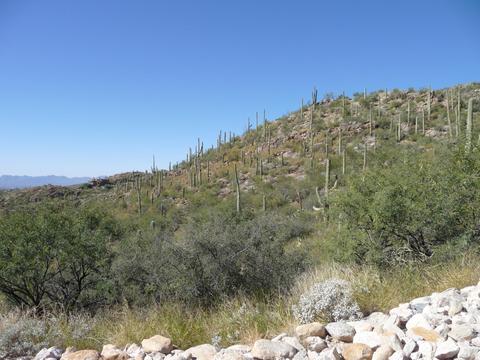 7100 Eagle Point Dr, Tucson, AZ 85750 photo 11