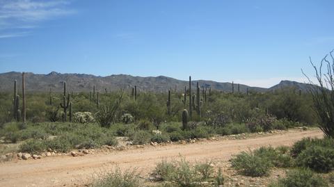 Cathy Lane, Marana, AZ 85658