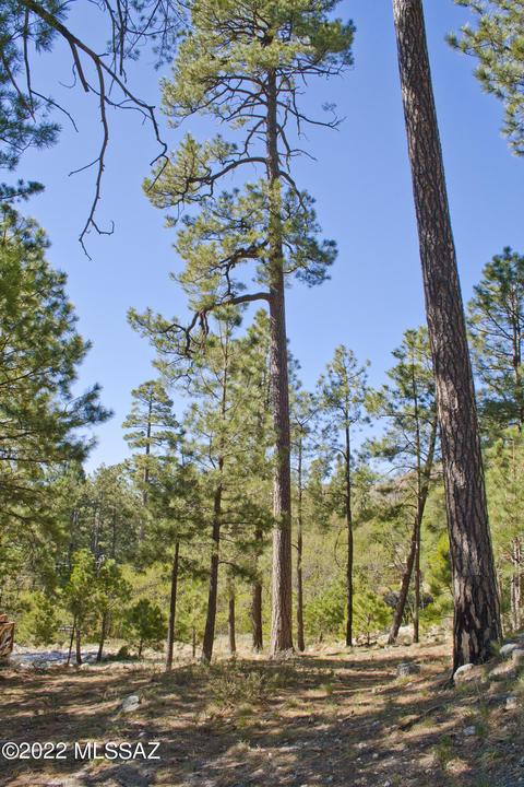 11240 E Globe St, Mount Lemmon, AZ 85619 photo 16