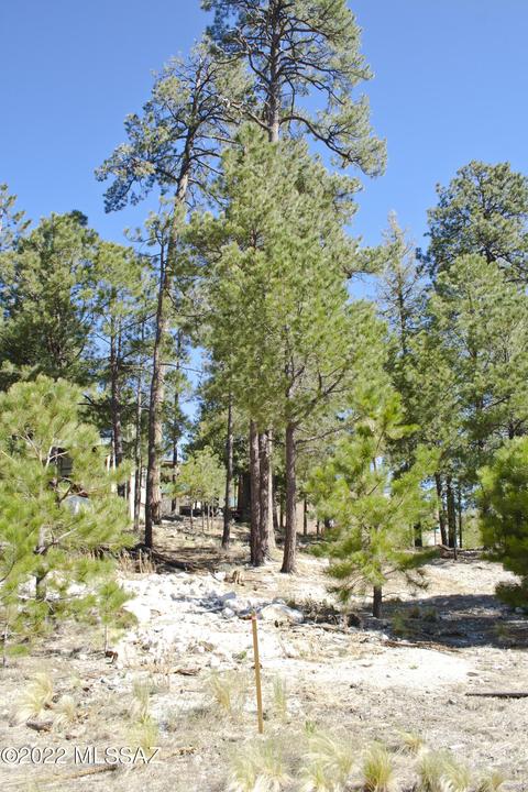 11240 E Globe St, Mount Lemmon, AZ 85619 photo 23