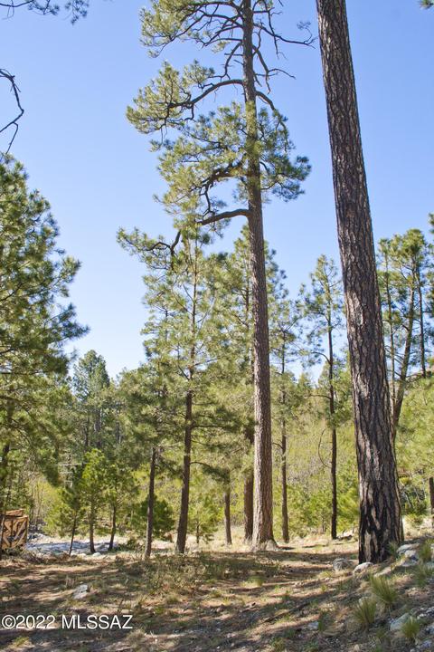 11240 E Globe St, Mount Lemmon, AZ 85619 photo 2