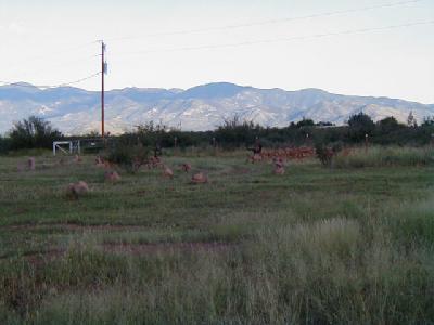 8900 E Go Forth Ln, Pearce, AZ 85625 photo 1