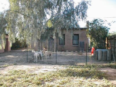 228 Elm St, Tucson, AZ 85705 photo 4