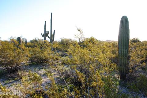 10355 N Blue Bonnet Rd, Tucson, AZ 85742