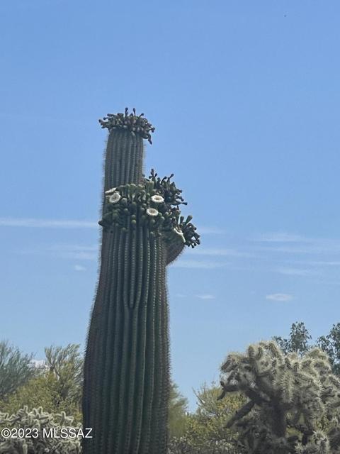 36981 S Jacy Trl, Marana, AZ 85658