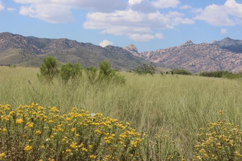245 S Willcox Rd, Pearce, AZ 85625