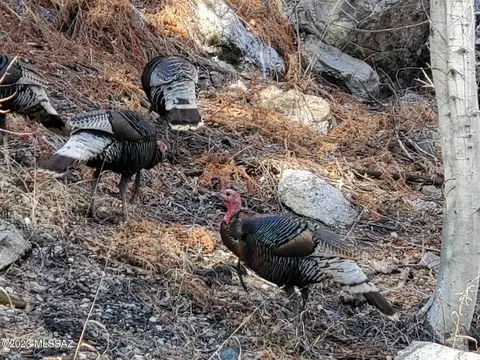 11021 E Turkey Run Rd, Mount Lemmon, AZ 85619 photo 50