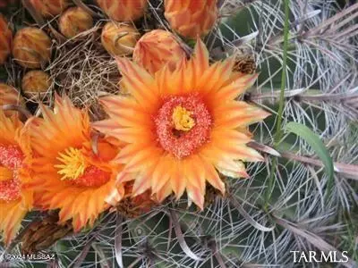 E1 69 E De Vaca Circle, Saint David, AZ 85630 photo 3