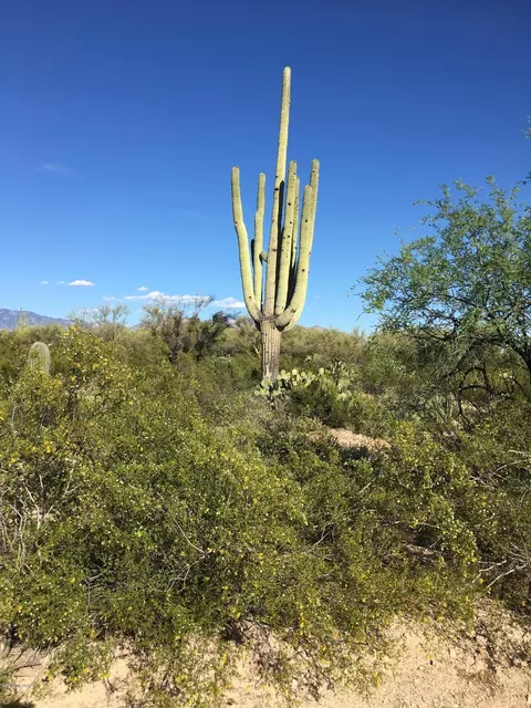 tbd N Migitty Ln, Tucson, AZ 85742