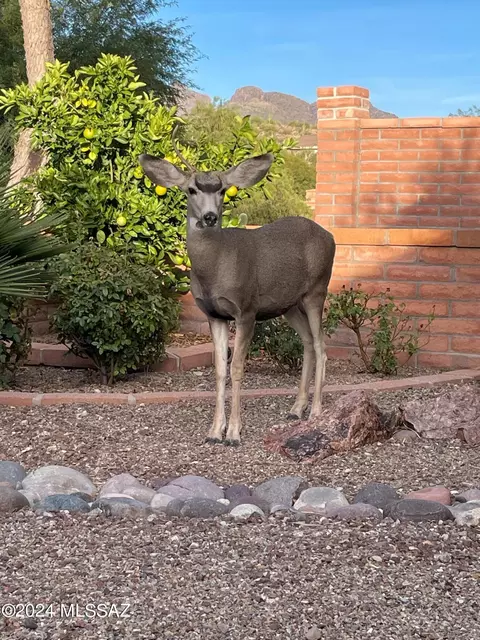 6843 E Va Vigna, Tucson, AZ 85750 photo 40