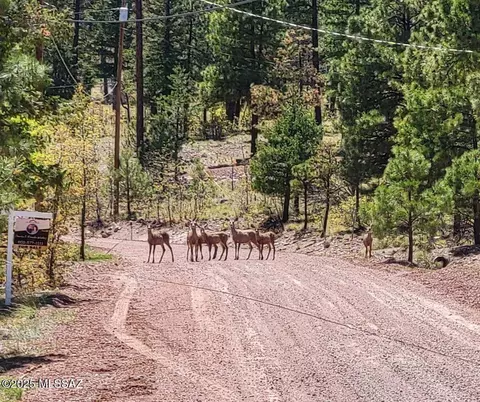 Other - 9 County Road 2074, Alpine, AZ 85920 photo 10 of 14