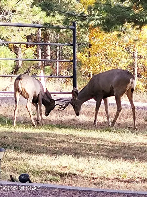 Other - 9 County Road 2074, Alpine, AZ 85920 photo 14 of 14