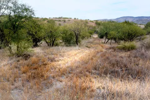 Tanglehead Lane, Patagonia, AZ 85624