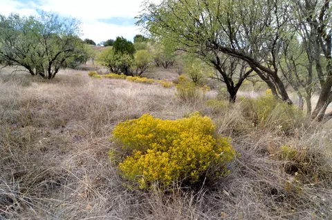 Tanglehead Lane, Patagonia, AZ 85624