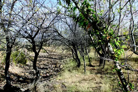 10 E Acres E Roadrunner Ln #D, Pearce, AZ 85625 photo 2