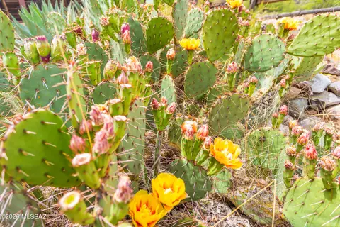 Other - 7101 E White Pacheco St, Willcox, AZ 85643 photo 7 of 15