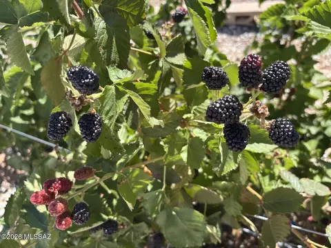Other - 1016 E Mescal Dr, Pearce, AZ 85625 photo 2 of 20