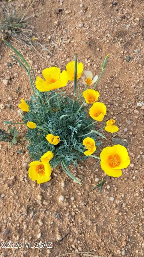 Other - 653 E Border Rd, Bisbee, AZ 85603 photo 15 of 16