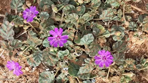 Other - 653 E Border Rd, Bisbee, AZ 85603 photo 14 of 16